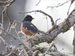 Image result for Pipilo erythrophthalmus