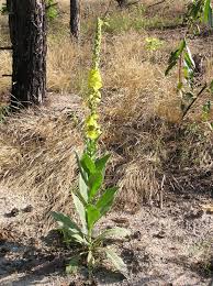 Image result for Verbascum phlomoides
