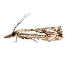 Attēlu rezultāti vaicājumam “Catoptria falsella”