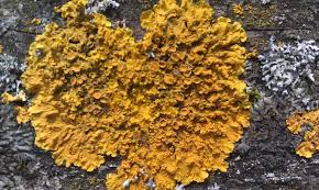 Attēlu rezultāti vaicājumam “Xanthoria parietina”