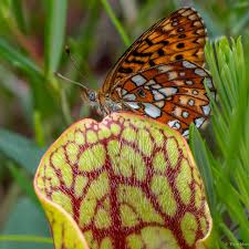 Attēlu rezultāti vaicājumam “Boloria aquilonaris upperside”