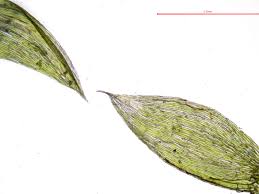 Attēlu rezultāti vaicājumam “Pseudotaxiphyllum elegans macro”