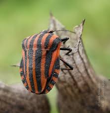 Attēlu rezultāti vaicājumam “Graphosoma lineatum imago”