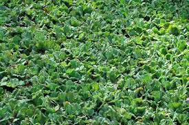 Attēlu rezultāti vaicājumam “Pistia stratiotes”