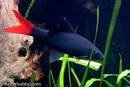 Red-Tailed Black Shark - Epalzeorhynchos bicolor (Labeo bicolor)
