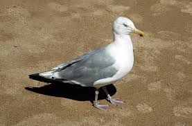 Attēlu rezultāti vaicājumam “Larus argentatus”