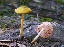 Attēlu rezultāti vaicājumam “Pluteus leoninus”