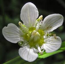Attēlu rezultāti vaicājumam “Parnassiaceae”