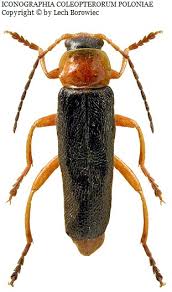 Attēlu rezultāti vaicājumam “Cantharis figurata”