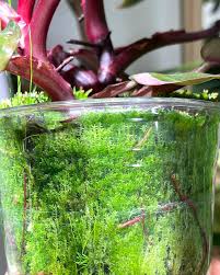 Attēlu rezultāti vaicājumam “Sphagnum riparium”