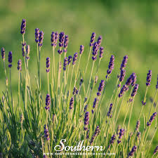 Attēlu rezultāti vaicājumam “Lavandula angustifolia”