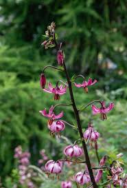 Image result for Lilium martagon `Chameleon`