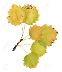 Attēlu rezultāti vaicājumam “Populus tremula leaf”