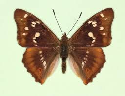 Attēlu rezultāti vaicājumam “Apatura iris female”