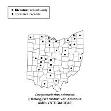 Attēlu rezultāti vaicājumam “Drepanocladus aduncus var. polycarpon”
