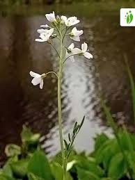 Attēlu rezultāti vaicājumam “Cardamine pratensis flower”