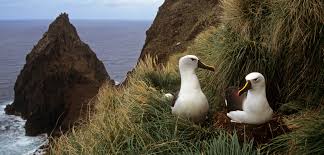 Image result for albatross dead chick