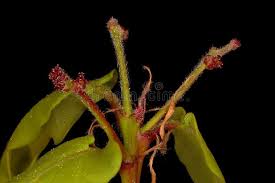 Attēlu rezultāti vaicājumam “Quercus robur female flower”