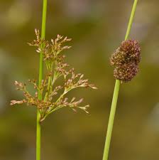 Attēlu rezultāti vaicājumam “Juncus conglomeratus”