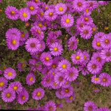 Image result for Aster novi-belgii