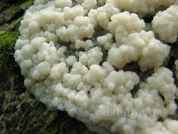 Attēlu rezultāti vaicājumam “Brefeldia maxima”