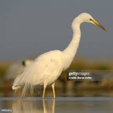 Attēlu rezultāti vaicājumam “Egretta alba adult”