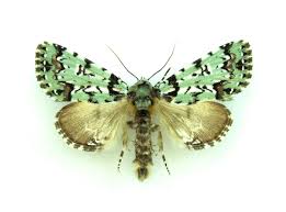 Attēlu rezultāti vaicājumam “Moma alpium”