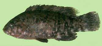 Image result for Tautogolabrus adspersus