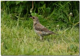 Attēlu rezultāti vaicājumam “Turdus pilaris juvenile”
