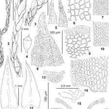 Attēlu rezultāti vaicājumam “Schistidium robustum”