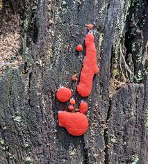 Attēlu rezultāti vaicājumam “Tubifera montana spores”