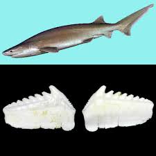 Image result for Hexanchus griseus