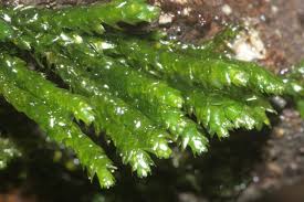 Attēlu rezultāti vaicājumam “Platyhypnidium riparioides”