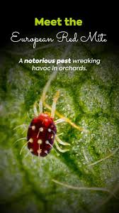 Attēlu rezultāti vaicājumam “Panonychus”