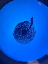 Attēlu rezultāti vaicājumam “Lamproderma ovoideum stalked”