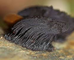 Attēlu rezultāti vaicājumam “Stemonitis splendens macro”