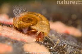 Attēlu rezultāti vaicājumam “Planorbidae”