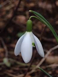 Attēlu rezultāti vaicājumam “Galanthus nivalis fruit”