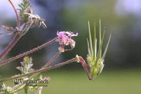 Attēlu rezultāti vaicājumam “Erodium cicutarium bud”