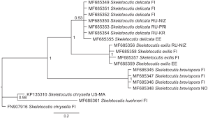 Attēlu rezultāti vaicājumam “Skeletocutis brevispora”
