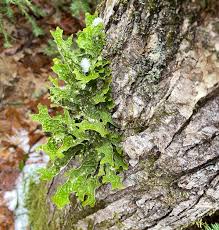 Attēlu rezultāti vaicājumam “Lobaria pulmonaria”