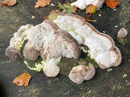 Attēlu rezultāti vaicājumam “Trametes gibbosa”