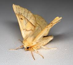 Attēlu rezultāti vaicājumam “Crocallis elinguaria imago”