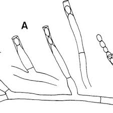 Attēlu rezultāti vaicājumam “Hyphodiscus hymeniophilus”