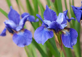 Image result for Iris