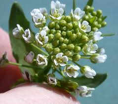 Attēlu rezultāti vaicājumam “Thlaspi arvense”