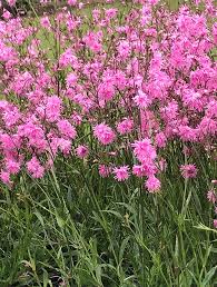 Image result for Lychnis flos-cuculi