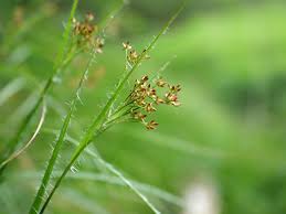 Attēlu rezultāti vaicājumam “Luzula luzuloides”