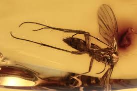 Attēlu rezultāti vaicājumam “Mycetophilidae”