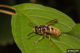 Attēlu rezultāti vaicājumam “Temnostoma vespiforme”